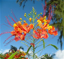 The Pride of Barbados in full bloom.